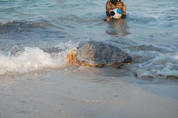 Caretta messa in libertà