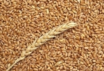 Grano, stop import dalla Russia