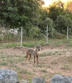 Il ritorno del lupo nel Salento: conoscenza e convivenza