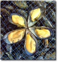 Mitili e diossina: nessun allarmismo, si procede con il monitoraggio