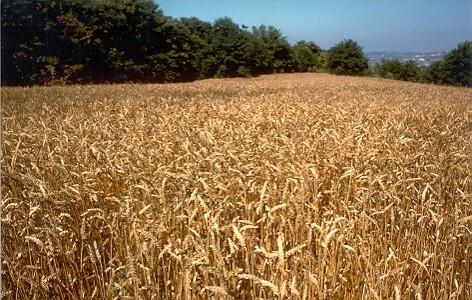 Importazione cereali dagli Usa, Stefàno: "Condivido...