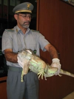 Taranto, gli agenti della Polizia provinciale catturano un'iguana