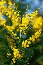 Per ricordare l'8 Marzo una lettera aperta al Premier dalla scrittice...