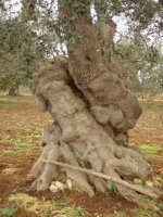 Ulivi monumentali, parte la rilevazione regionale