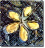 Via libera a cibi scaduti, mozzarelle blu e diossina, adulterare i...