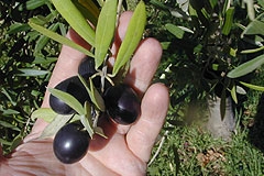 Crisi olivicola, plauso della Coldiretti Puglia per il provvedimento...