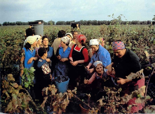 Settore vitivinicolo: intensificati controlli e monitoraggi contro le...