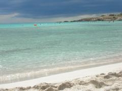 Spiagge: Pelillo presenta numero verde WWF contro reati ambientali...