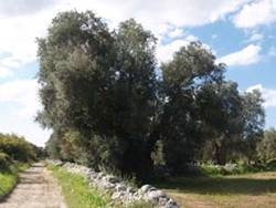 ulivi