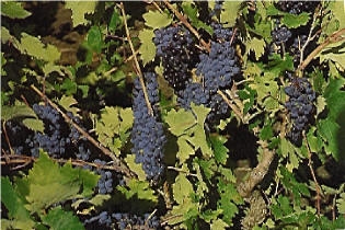 Pubblicato il terzo bando del G.A.L. Terre del Primitivo