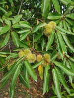 castagne