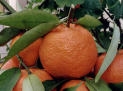 Le clementine del Golfo di Taranto ottengono il marchio IGP