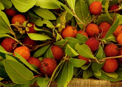 150º Anniversario dell'Unità Nazionale Italiana. In Puglia si...