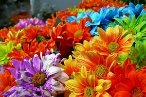 Florovivaismo, due progetti salentini ottengono il finanziamento dal...