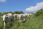 Transumanza, al via antica pratica in Puglia