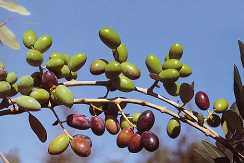 La Lebbra dell'Olivo, incontro alla Coldiretti a Francavilla Fontana