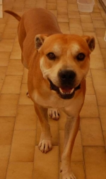 Gallipoli, pit bull azzanna un meticcio ed il suo padrone: denunciato...