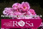 Chloris Arte in Fiore 3^ edizione, una rosa nuova per il progetto...