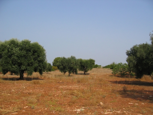Più acqua per l'agricoltura dell'arco jonico-salentino