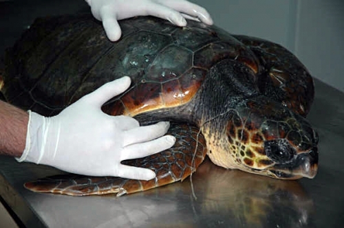 Ugento, recuperata tartaruga marina ferita