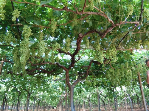 Tutela IgP per l'uva da tavola pugliese