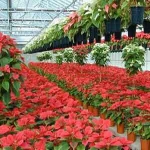 Aumento del gasolio, a rischio la produzione dei fiori a Terlizzi,...